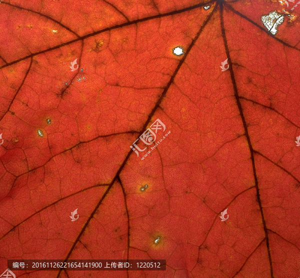 紅色的葉子