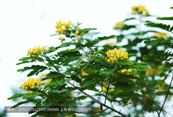 黃花槐