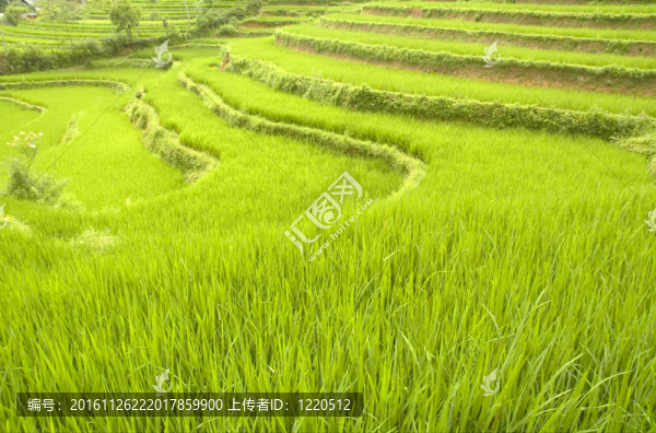 Rice梯田
