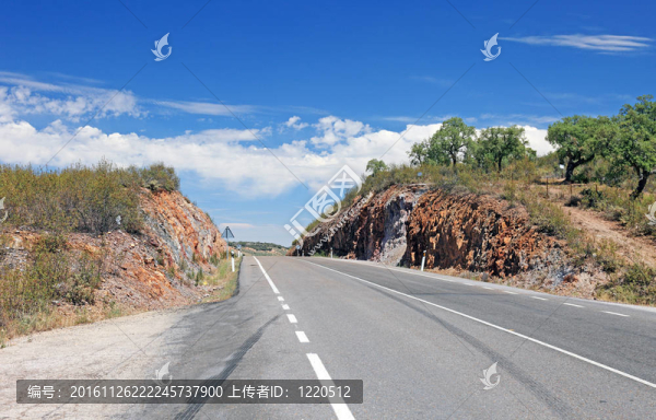空的道路和橄欖樹；葡萄牙。