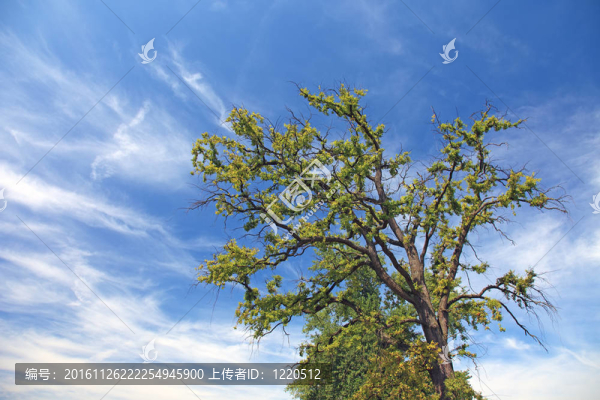 古老的孤獨(dú)樹和戲劇性的天空與云。