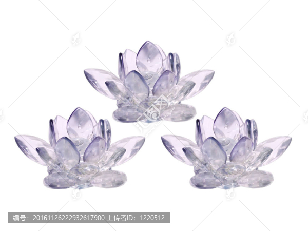 三種結(jié)晶形式的蓮花在白色背景上分離