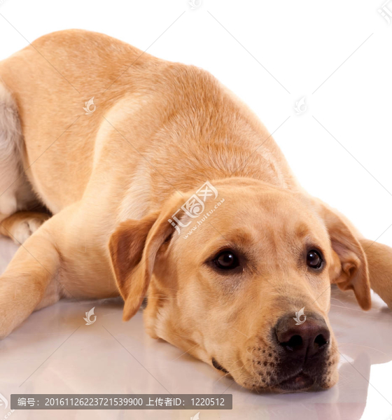 憂傷的拉布拉多犬