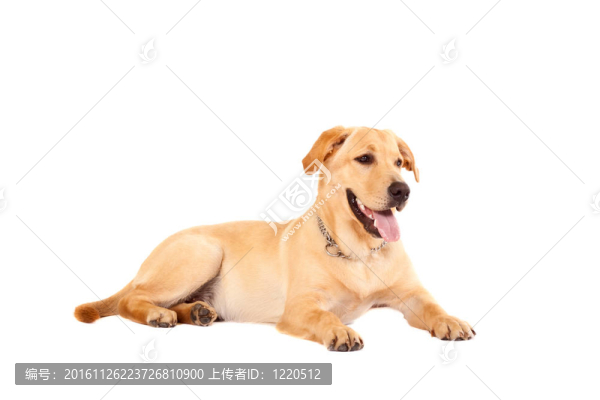 可愛的金毛狗