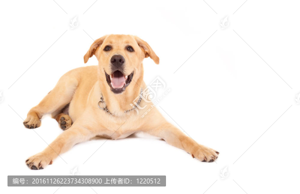 小狗拉布拉多獵犬
