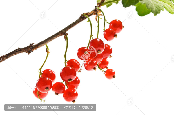 紅醋栗束