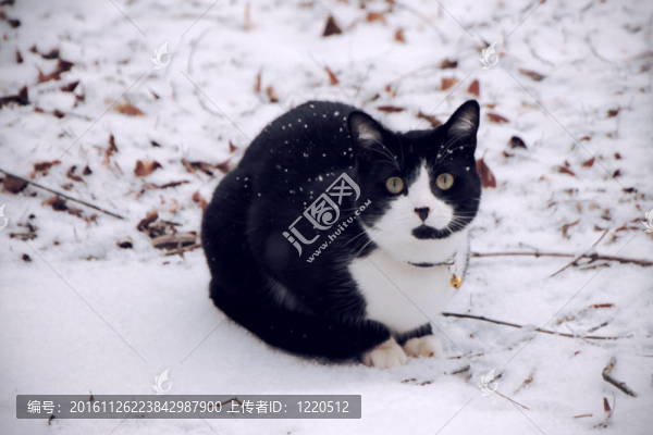 黑色和白色的貓在雪中