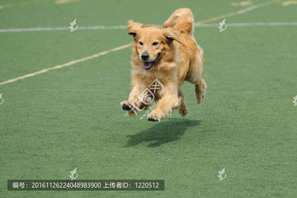 金毛狗跑