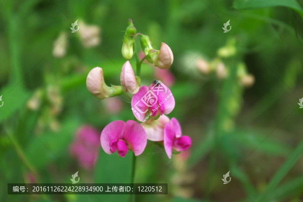 廣布野豌豆