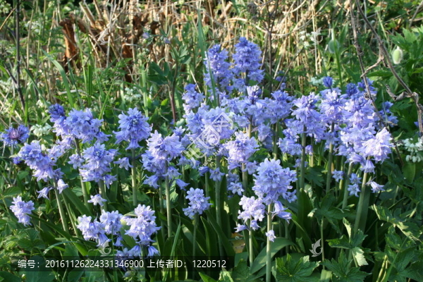 風(fēng)鈴草。Hyacinthoides。