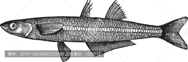 Atherina,notata；點綴銀漢或大型砂胡瓜魚。復古雕刻。