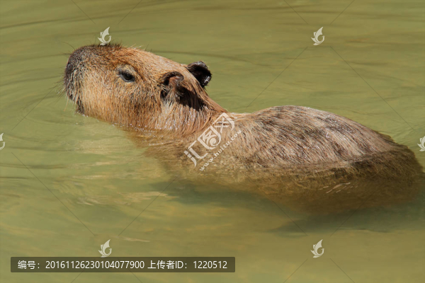 水豚的水