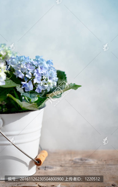霍滕西亞花