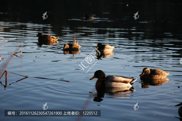 鹿湖公園-溫哥華；加拿大