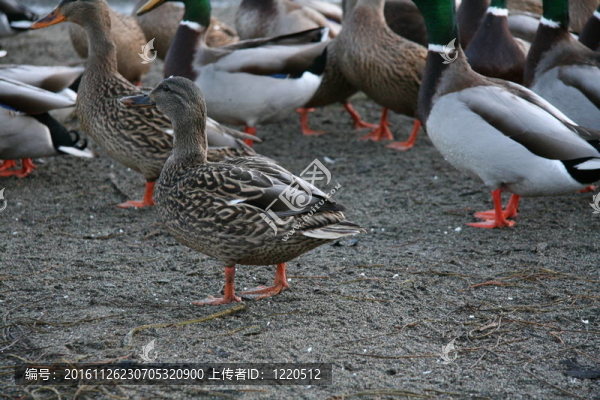鹿湖公園-溫哥華；加拿大