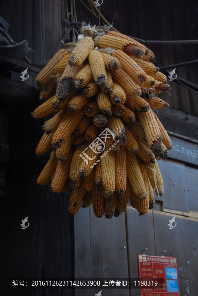曬玉米,玉米棒子