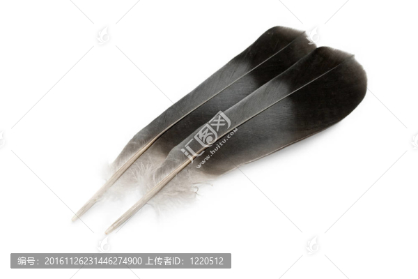 白色背景上的羽毛