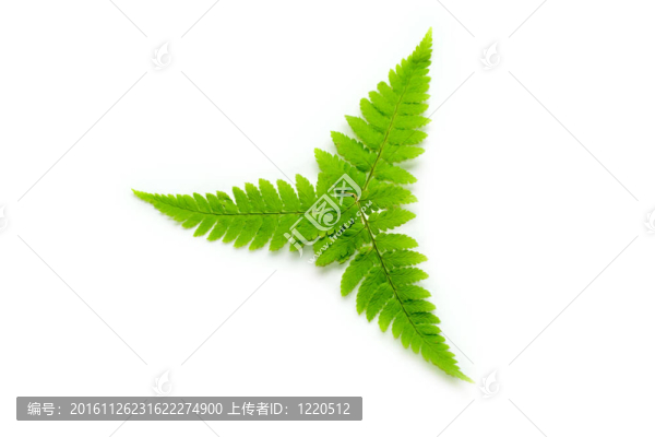 白蕨