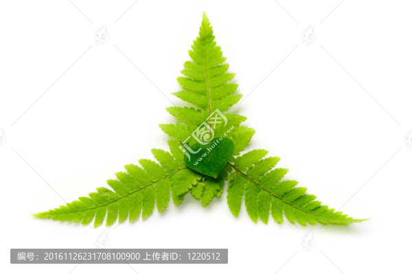 白蕨
