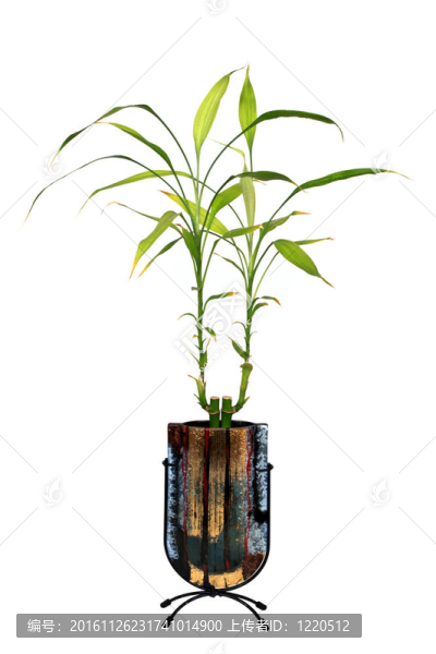 幸運(yùn)竹