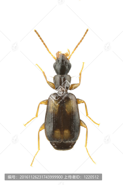 Calodromius,spilotus