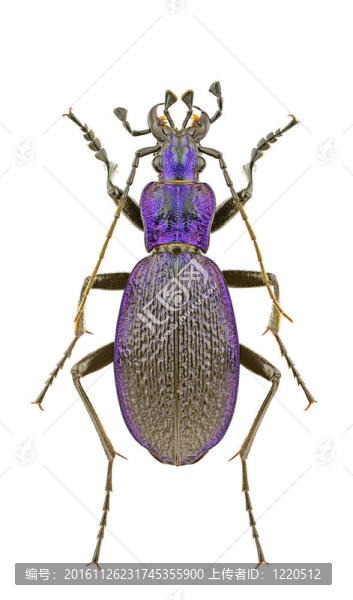 Carabus,intricatus