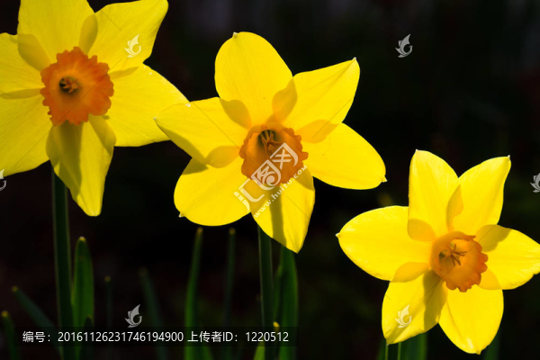 黃水仙