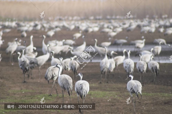 遷徙的鳥