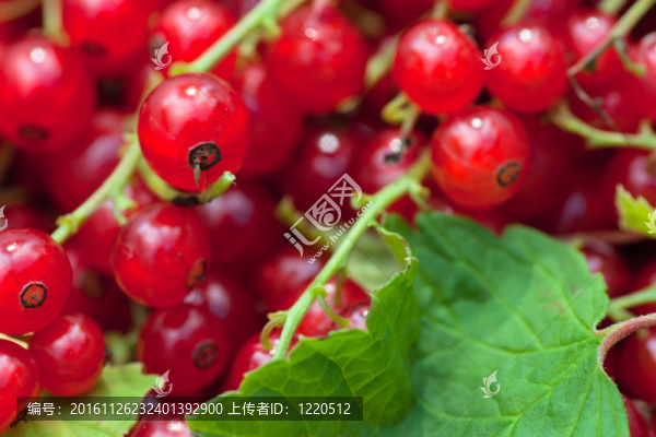 紅醋栗