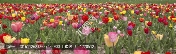 多彩的郁金香