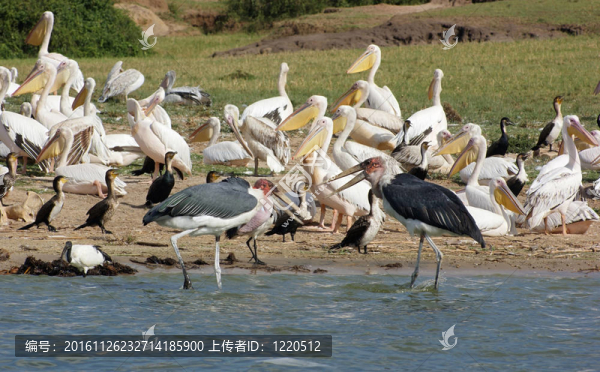 伊麗莎白女王國(guó)家公園的鳥類在烏干達(dá)