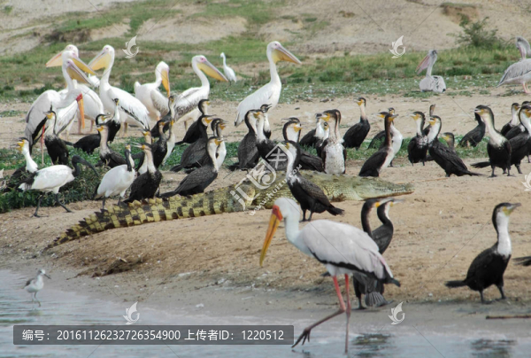 許多非洲鳥類河畔