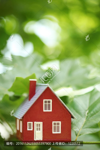 樹上的房子