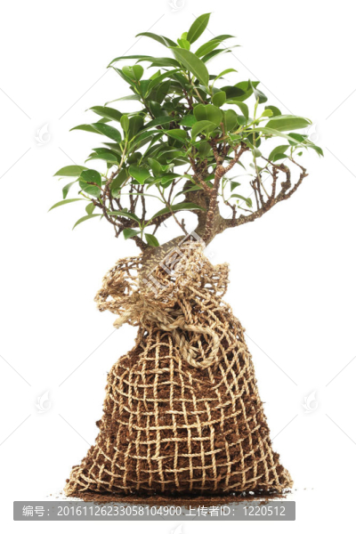 白色盆栽樹