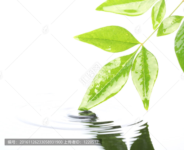 在水中的葉子