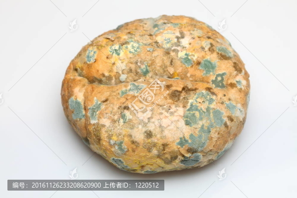 舊面包上生長(zhǎng)的霉菌