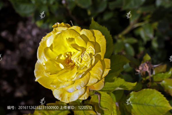 薔薇處處開