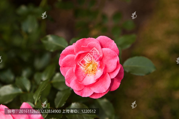 薔薇處處開