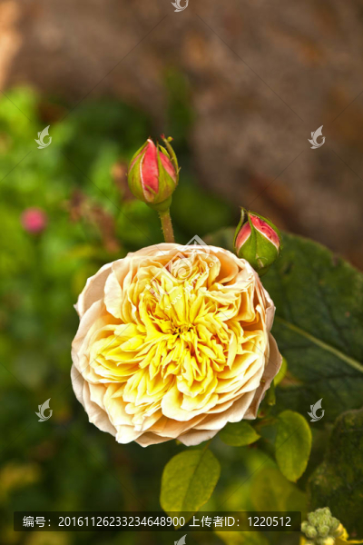 薔薇處處開