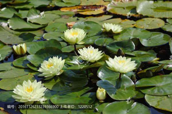 公園里的池塘