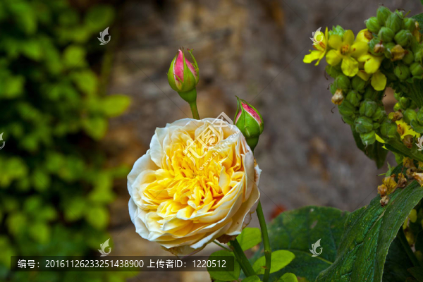 薔薇處處開(kāi)