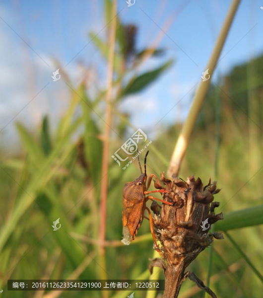 蝽科是夏天