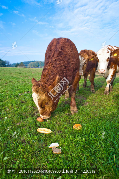 友好的牛在綠色granzing土地的信賴