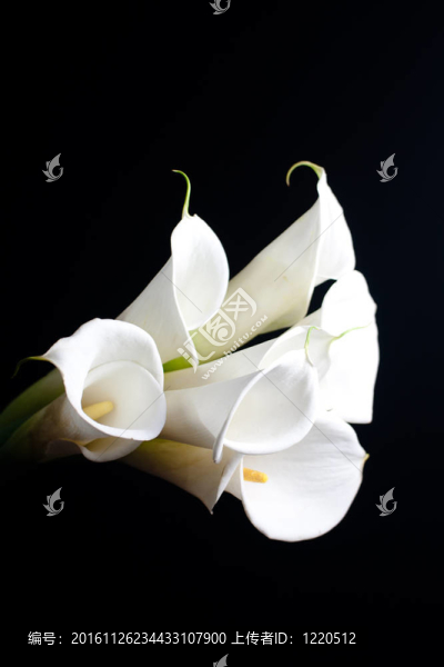 白色的calla,lily