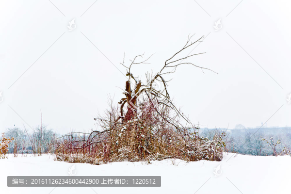 冬季景觀樹(shù)