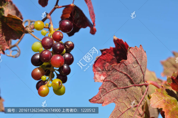在田野上葡萄樹上生長(zhǎng)的葡萄