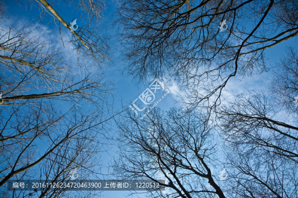 深藍(lán)色天空上的春天樹