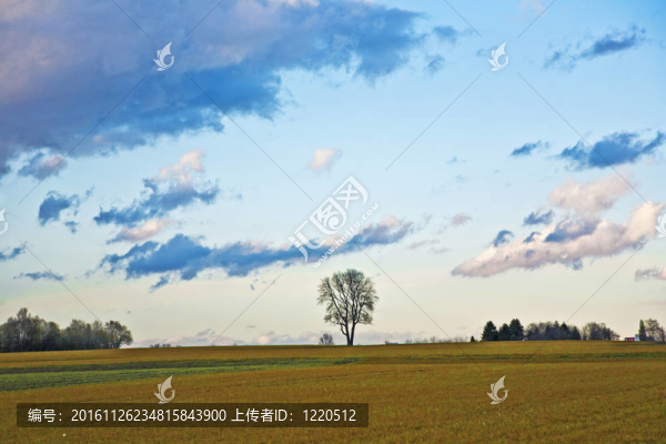 風景與英畝；樹木和烏云