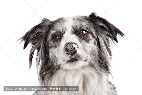 邊境牧羊犬