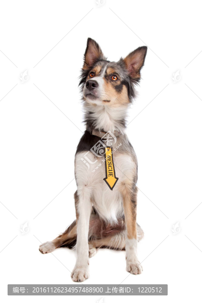 邊境牧羊犬